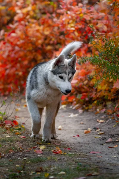 Primer plano retrato de otoño de cachorro husky siberiano. Un joven gris blanco husky un parque . — Foto de Stock