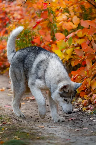 Gros portrait d'automne du chiot husky de Sibérie. Un jeune husky gris blanc un parc . — Photo