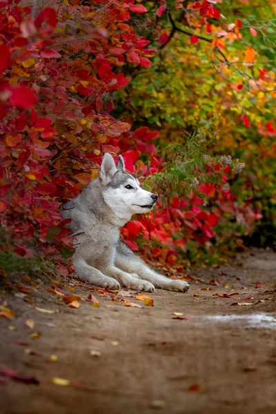 Zbliżenie jesień portret Siberian husky szczeniaka. Młody husky biały szary park. — Zdjęcie stockowe