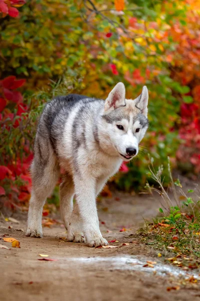 Closeup herfst portret van Siberische husky pup. Een jonge grijs wit husky een park. — Stockfoto