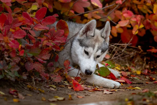 Nahaufnahme Herbst Porträt von sibirischen Husky Welpen. ein junger grauer weißer Husky im Park. — Stockfoto