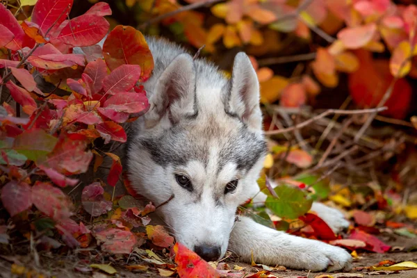 Primo piano ritratto autunnale del cucciolo husky siberiano. Un giovane grigio bianco husky un parco . — Foto Stock