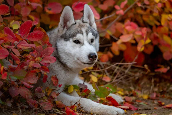 Closeup outono retrato de cachorro husky siberiano. Um jovem cinza branco husky um parque . — Fotografia de Stock
