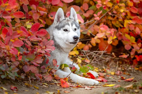 Closeup outono retrato de cachorro husky siberiano. Um jovem cinza branco husky um parque . — Fotografia de Stock