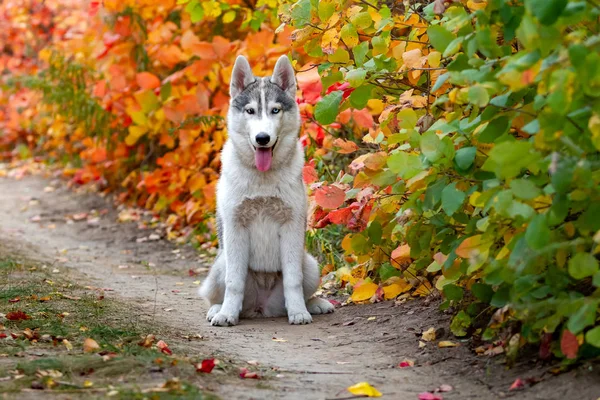 Gros portrait d'automne du chiot husky de Sibérie. Un jeune husky gris blanc un parc . — Photo