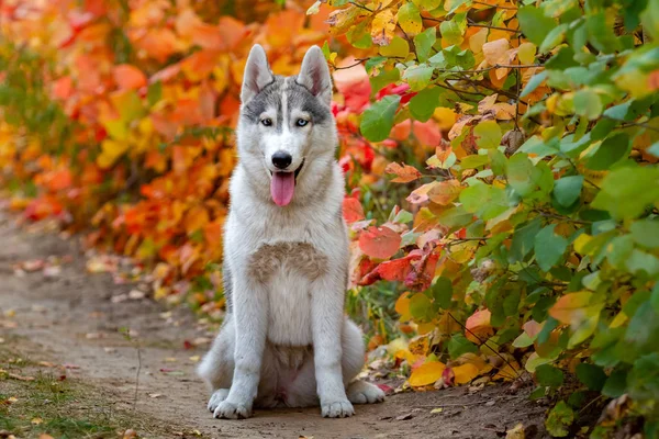 시베리안 허스키 강아지의 근접 촬영이 초상화. 젊은 회색 흰색 허스키 공원. — 스톡 사진