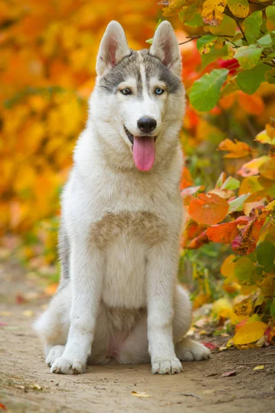 Primo piano ritratto autunnale del cucciolo husky siberiano. Un giovane grigio bianco husky un parco . — Foto Stock