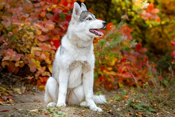 Zbliżenie jesień portret Siberian husky szczeniaka. Młody husky biały szary park. — Zdjęcie stockowe