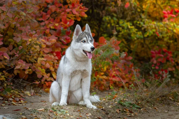 Nahaufnahme Herbst Porträt von sibirischen Husky Welpen. ein junger grauer weißer Husky im Park. — Stockfoto