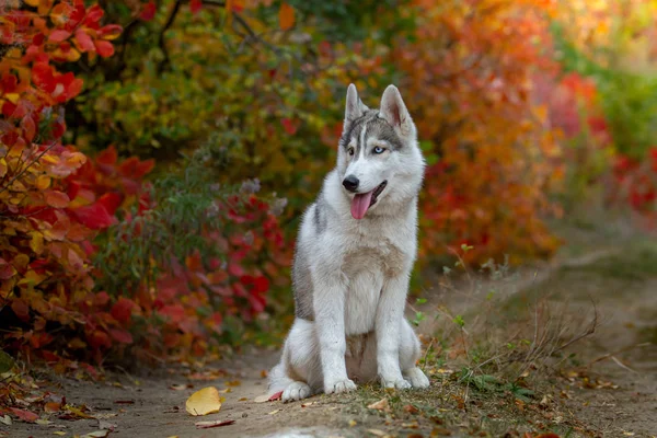 Gros portrait d'automne du chiot husky de Sibérie. Un jeune husky gris blanc un parc . — Photo