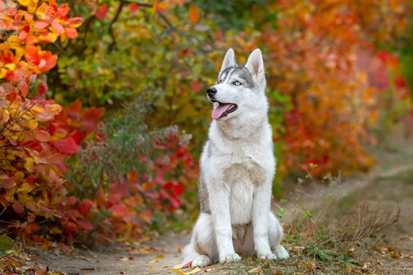 Zbliżenie jesień portret Siberian husky szczeniaka. Młody husky biały szary park. — Zdjęcie stockowe