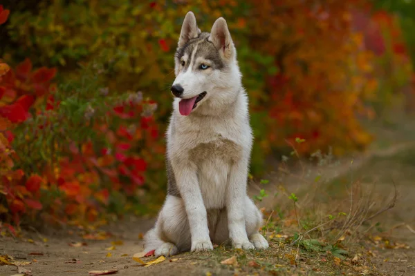 Zbliżenie jesień portret Siberian husky szczeniaka. Młody husky biały szary park. — Zdjęcie stockowe