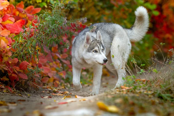 西伯利亚哈士奇小狗的特写镜头秋天的肖像。一个年轻的灰色白色哈士奇公园. — 图库照片