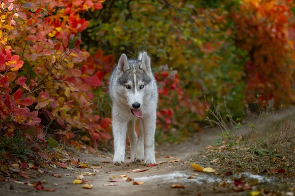 Primo piano ritratto autunnale del cucciolo husky siberiano. Un giovane grigio bianco husky un parco . — Foto Stock