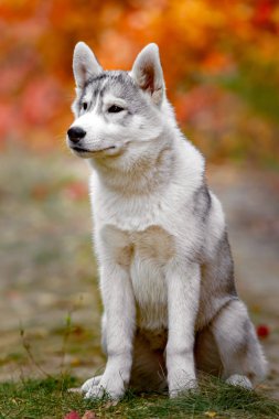 Komik Sibirya Husky sarı renk ile yalan bırakır. Sarı sonbahar yaprakları bir taç. Doğa arka plan üzerinde köpek.