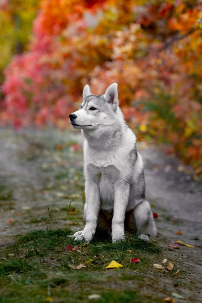 Funny siberian Husky in the yellow leaves. Crown of yellow autumn leaves. Dog on the background of nature. — Stock Photo, Image