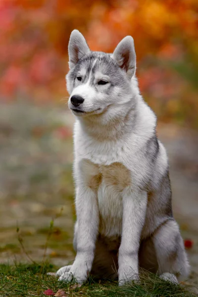 Komik Sibirya Husky sarı renk ile yalan bırakır. Sarı sonbahar yaprakları bir taç. Doğa arka plan üzerinde köpek. — Stok fotoğraf