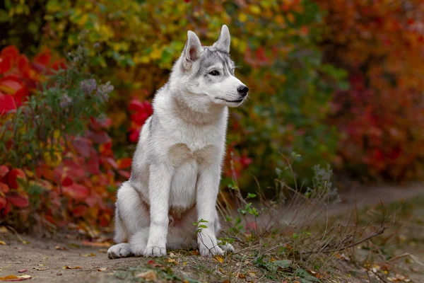 Komik Sibirya Husky sarı renk ile yalan bırakır. Sarı sonbahar yaprakları bir taç. Doğa arka plan üzerinde köpek. — Stok fotoğraf