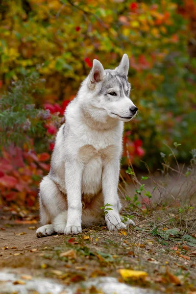 Komik Sibirya Husky sarı renk ile yalan bırakır. Sarı sonbahar yaprakları bir taç. Doğa arka plan üzerinde köpek. — Stok fotoğraf