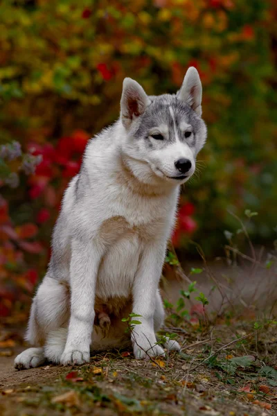 Vicces szibériai Husky fekve a sárga levelek. A koronát a sárga őszi levelek. A háttérben a természet kutya. — Stock Fotó
