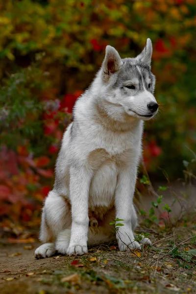 Grappige Siberische Husky liggen in de gele bladeren. Kroon van gele herfst bladeren. Hond op de achtergrond van de natuur. — Stockfoto