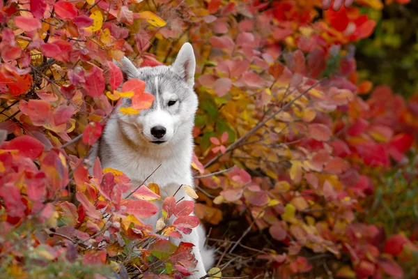 Drôle Husky sibérien couché dans les feuilles jaunes. Couronne de feuilles jaunes d'automne. Chien sur le fond de la nature . — Photo