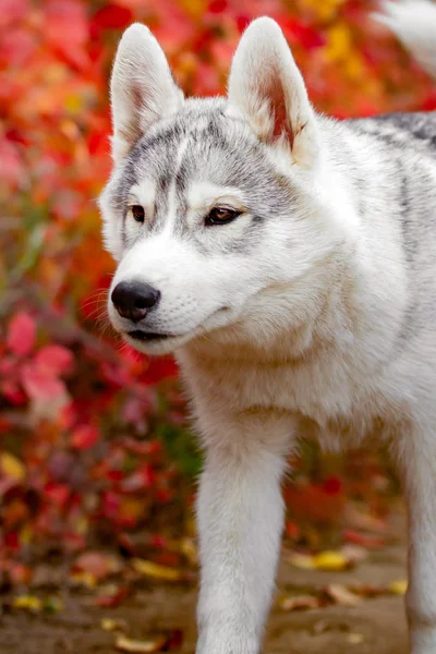 Komik Sibirya Husky sarı renk ile yalan bırakır. Sarı sonbahar yaprakları bir taç. Doğa arka plan üzerinde köpek. — Stok fotoğraf