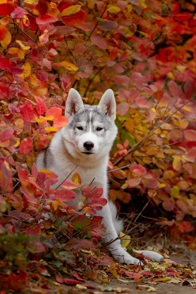 Komik Sibirya Husky sarı renk ile yalan bırakır. Sarı sonbahar yaprakları bir taç. Doğa arka plan üzerinde köpek.