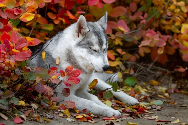 Närbild höst porträtt av Siberian husky valp. En ung grå vit husky en park. — Stockfoto