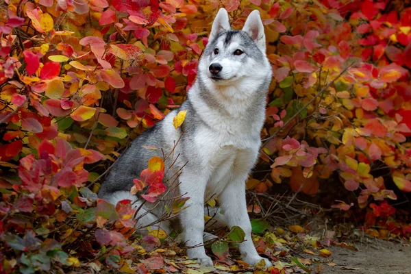 Nahaufnahme Herbst Porträt von sibirischen Husky Welpen. ein junger grauer weißer Husky im Park. — Stockfoto