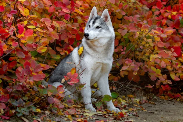 Gros portrait d'automne du chiot husky de Sibérie. Un jeune husky gris blanc un parc . — Photo