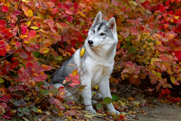 Closeup outono retrato de cachorro husky siberiano. Um jovem cinza branco husky um parque . — Fotografia de Stock