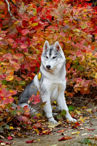 Gros portrait d'automne du chiot husky de Sibérie. Un jeune husky gris blanc un parc . — Photo