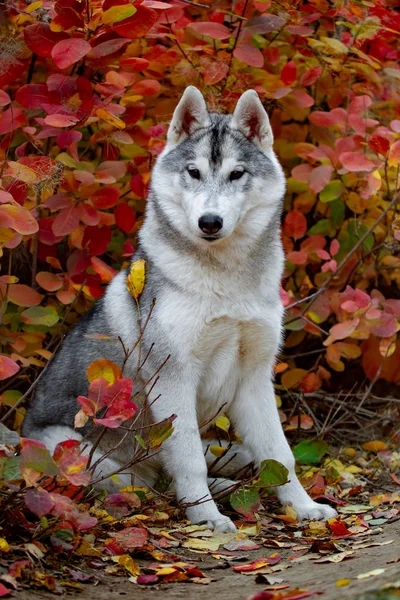 Nahaufnahme Herbst Porträt von sibirischen Husky Welpen. ein junger grauer weißer Husky im Park. — Stockfoto