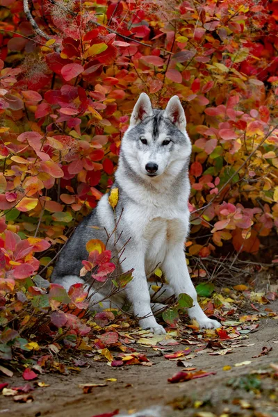 西伯利亚哈士奇小狗的特写镜头秋天的肖像。一个年轻的灰色白色哈士奇公园. — 图库照片