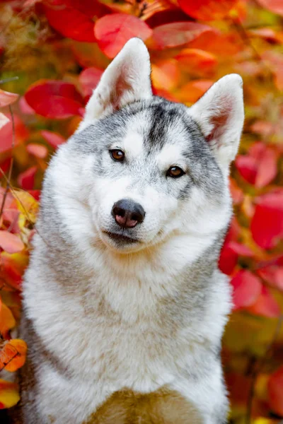 Closeup herfst portret van Siberische husky pup. Een jonge grijs wit husky een park. — Stockfoto