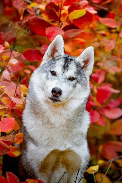 Primer plano retrato de otoño de cachorro husky siberiano. Un joven gris blanco husky un parque . — Foto de Stock