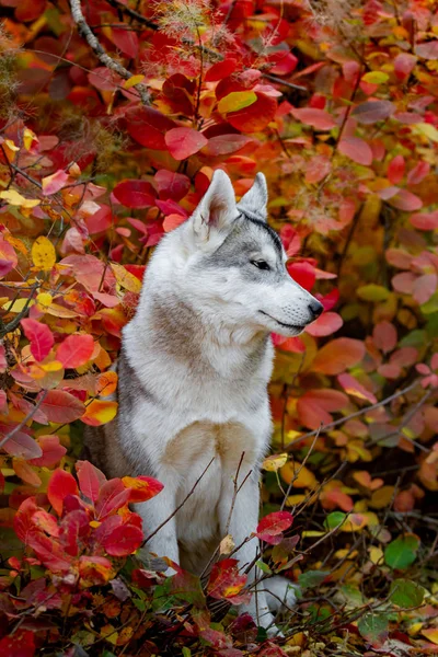 Primer plano retrato de otoño de cachorro husky siberiano. Un joven gris blanco husky un parque . — Foto de Stock