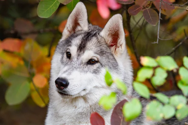 Nahaufnahme Herbst Porträt von sibirischen Husky Welpen. ein junger grauer weißer Husky im Park. — Stockfoto