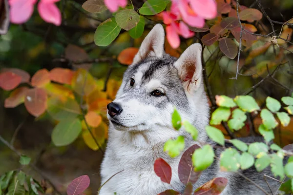 Closeup outono retrato de cachorro husky siberiano. Um jovem cinza branco husky um parque . — Fotografia de Stock