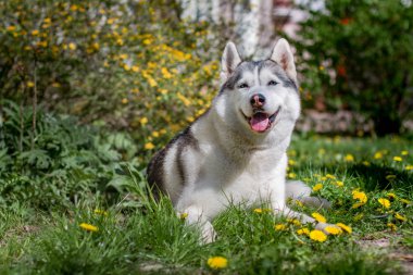 Yakın çekim portre bir köpek. Mavi gözlü Sibirya Husky. Bahar çiçekleri arka plan üzerinde kızak köpek.