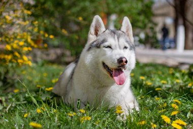Yakın çekim portre bir köpek. Mavi gözlü Sibirya Husky. Bahar çiçekleri arka plan üzerinde kızak köpek.