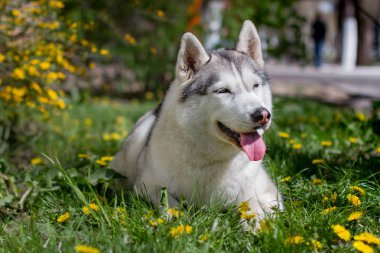 Yakın çekim portre bir köpek. Mavi gözlü Sibirya Husky. Bahar çiçekleri arka plan üzerinde kızak köpek.