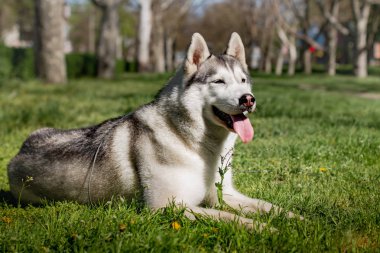 Yakın çekim portre bir köpek. Mavi gözlü Sibirya Husky. Bahar çiçekleri arka plan üzerinde kızak köpek.