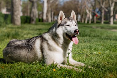 Yakın çekim portre bir köpek. Mavi gözlü Sibirya Husky. Bahar çiçekleri arka plan üzerinde kızak köpek.
