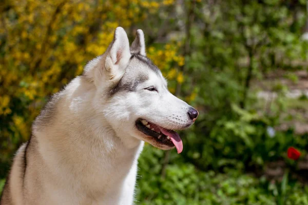 Retrato de perto de um cão. Husky siberiano com olhos azuis. Cão de trenó no fundo das flores da primavera . — Fotografia de Stock