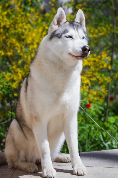 Yakın çekim portre bir köpek. Mavi gözlü Sibirya Husky. Bahar çiçekleri arka plan üzerinde kızak köpek. — Stok fotoğraf