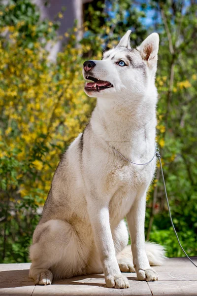 Close-up πορτρέτο ενός σκύλου. Χάσκυ με μπλε μάτια. Έλκηθρο σκύλων στο φόντο των λουλουδιών άνοιξη. — Φωτογραφία Αρχείου