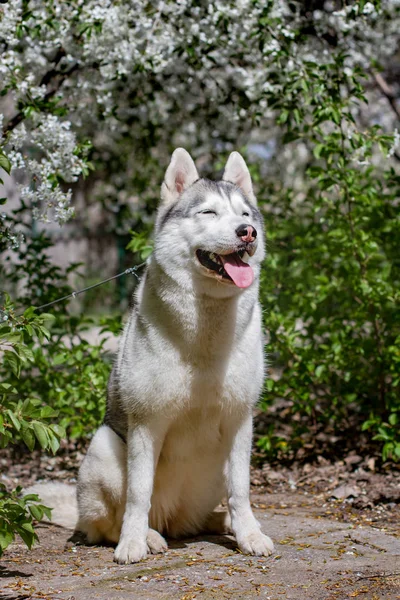 Närbild porträtt av en hund. Siberian Husky med blå ögon. Slädhund på bakgrunden av vårblommor. — Stockfoto