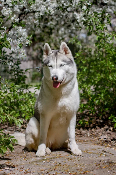 Retrato de cerca de un perro. Husky siberiano con ojos azules. Perro de trineo en el fondo de flores de primavera . — Foto de Stock